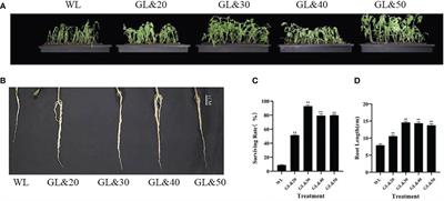 Effects of exogenous glycine betaine on growth and development of tomato seedlings under cold stress